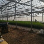 Наркооранжерия