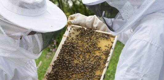 Пчелари