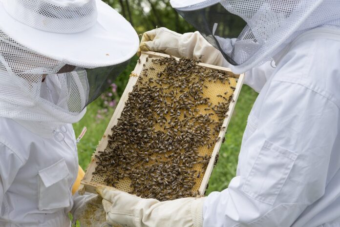 Пчелари