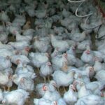 Птицевъдство