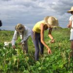 Събиране на реколта