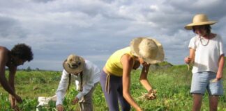 Събиране на реколта