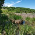 Туфеста острица