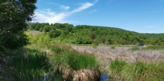 Туфеста острица