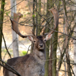 Елен Лопатар