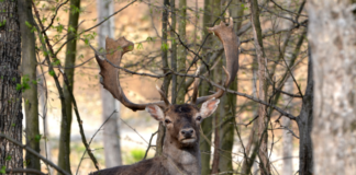 Елен Лопатар