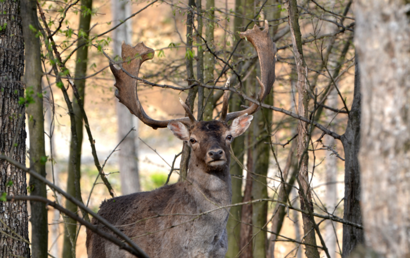 Запасите на дивеч у нас са се увеличили през тази