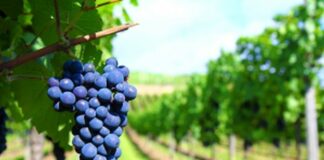 Грозде