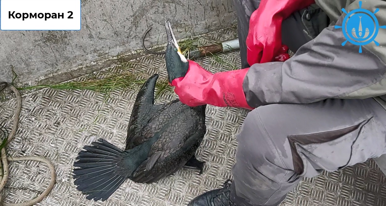 Корморан Снимка ИАРА
Служителите на отново имат успешна акция днес в