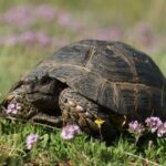 Костенурка