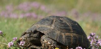 Костенурка