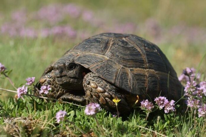 Костенурка