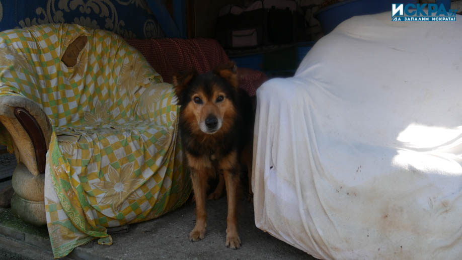 Над 35 000 бездомни кучета са преброени в България през