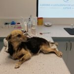 Блъснато куче