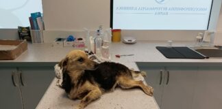 Блъснато куче