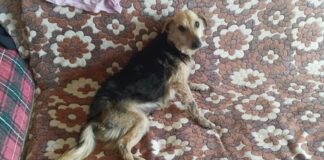 Блъснато куче