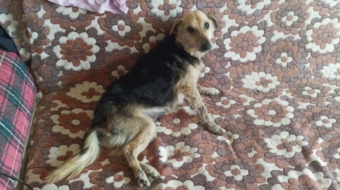 Блъснато куче