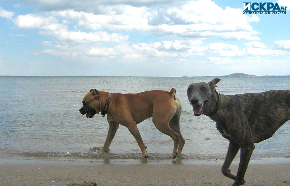 Кучета на плажа