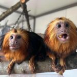 Златоглави лъвски тамарини