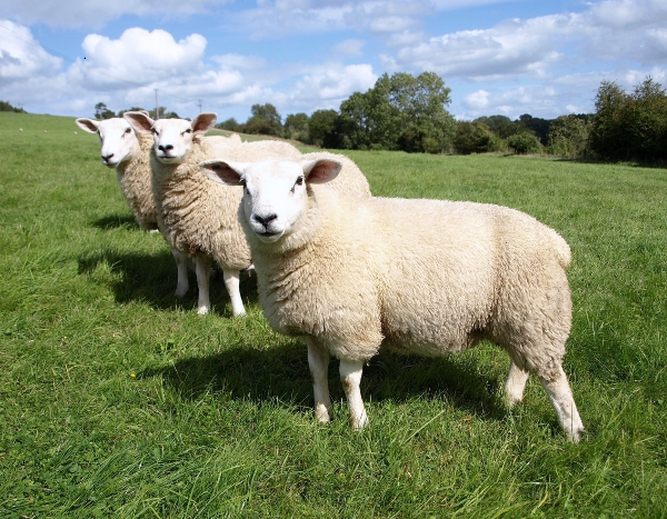 Близо 1000 чистопородни животни от редки породи овце и кози