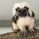 Памукоглав тамарин