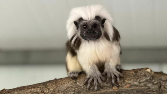 Памукоглав тамарин