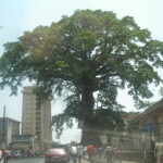 Памуковото дърво в Сиера Леоне.