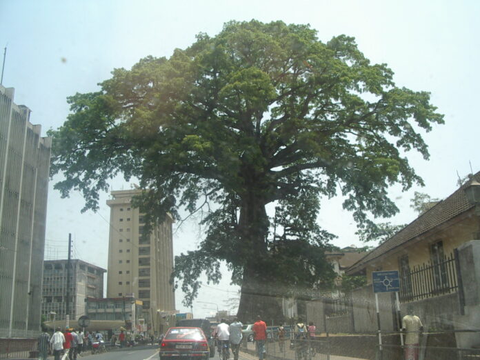 Памуковото дърво в Сиера Леоне.
