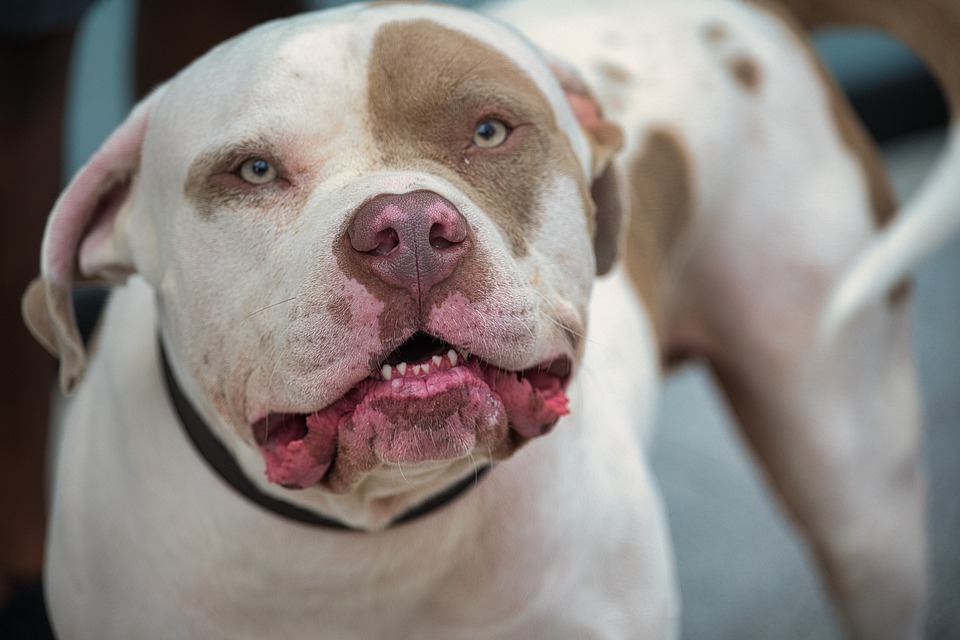 Питбул, куче