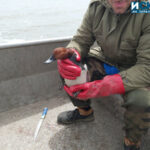 Спасена птица