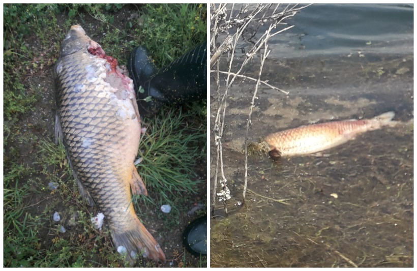 Сигнали за умряла риба в язовир Малко Шарково край Елхово