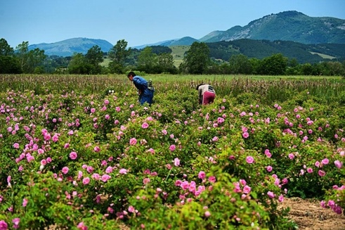 Трябва да работим активно за пазарния успех на българското розово