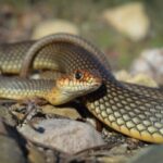 Голям стрелец