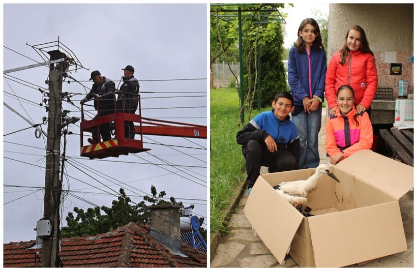 Пострадали щъркелчета