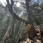 Байкушевата мура