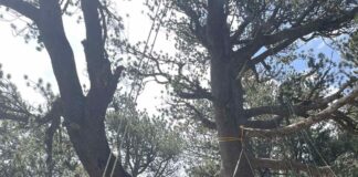 Байкушевата мура