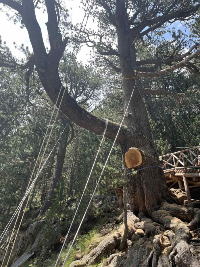 Байкушевата мура