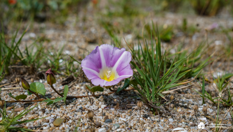 Растение, цвете