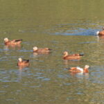 Червен ангъч