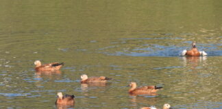 Червен ангъч