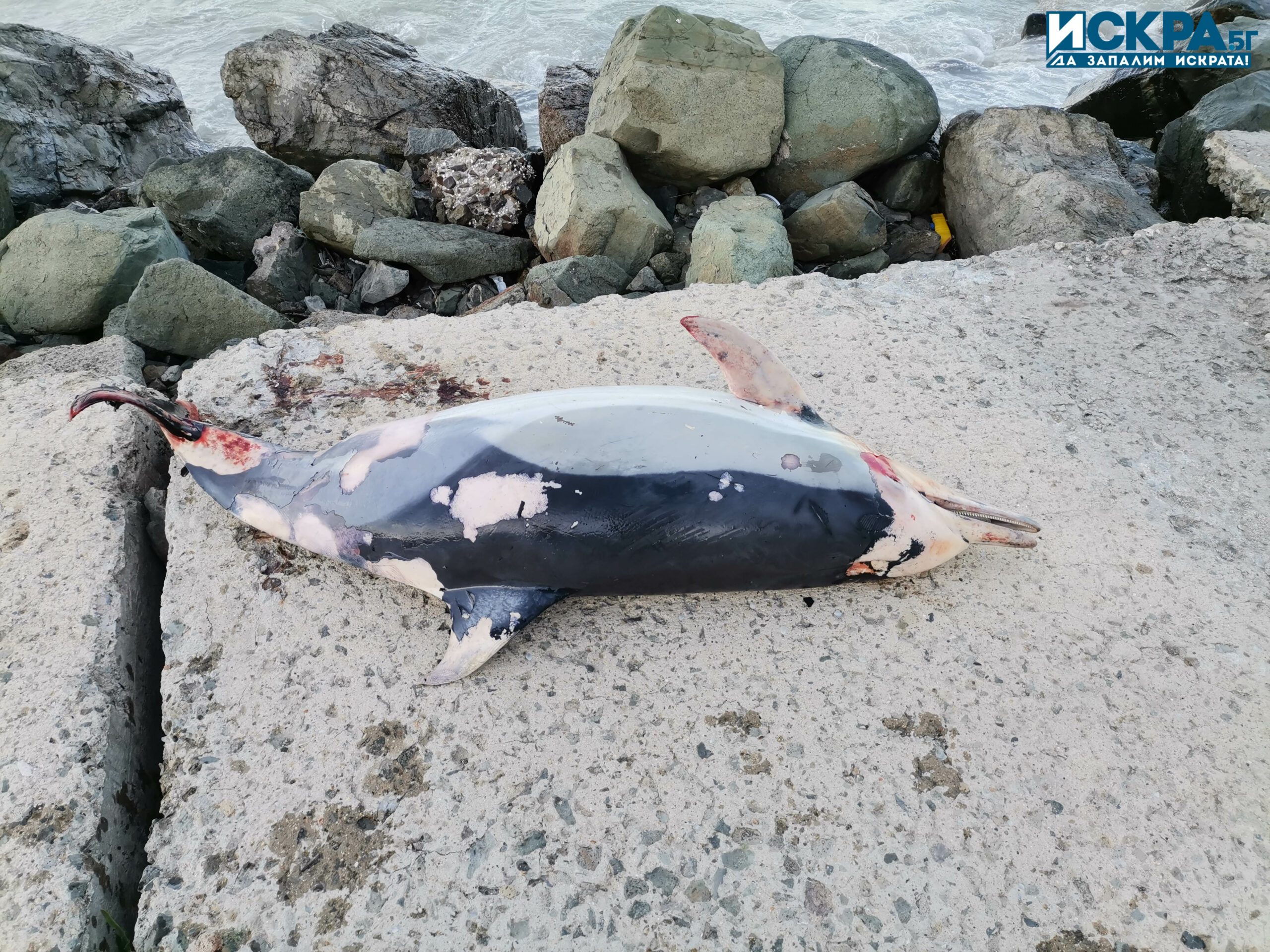 Делфин Снимка Искра бг
Мъртъв делфин е изхвърлило морето днес в Поморие Морският