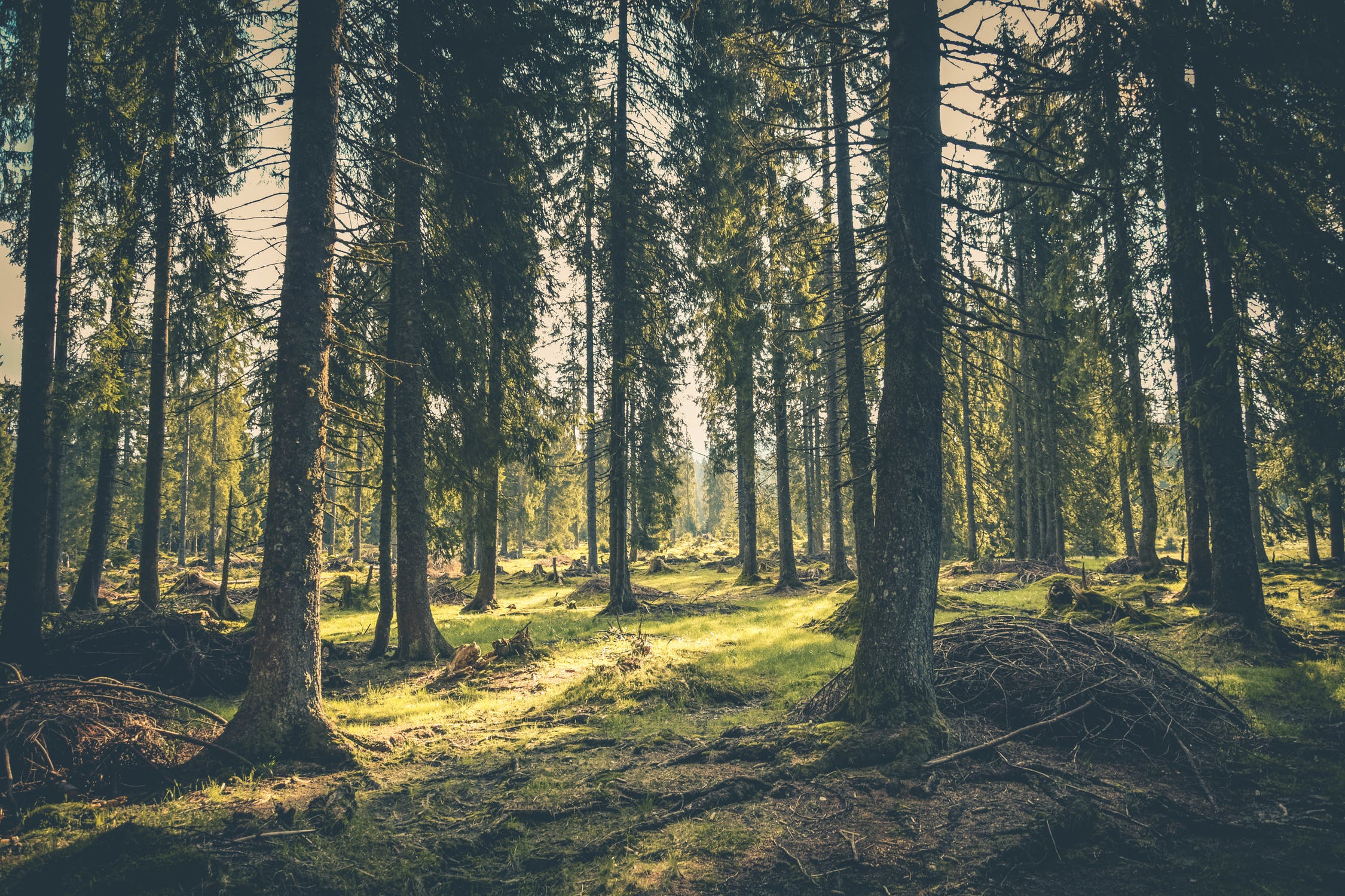 Утвърдени са нови правила за изкупуване на частни гори от