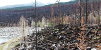 Горски пожар.