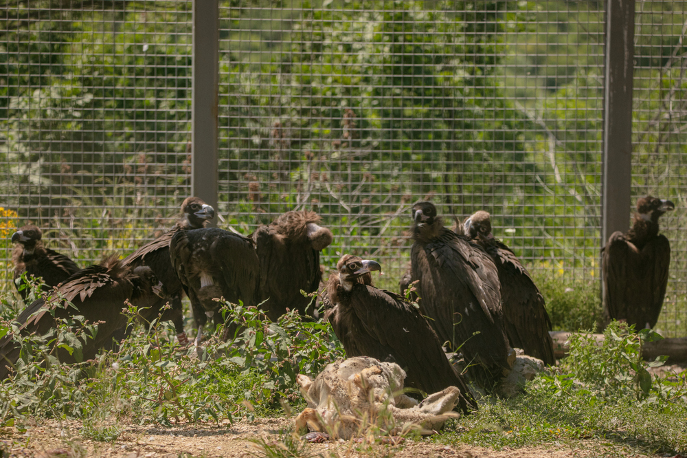 Още 13 испански черни лешояда пристигнаха в Източни Родопи което