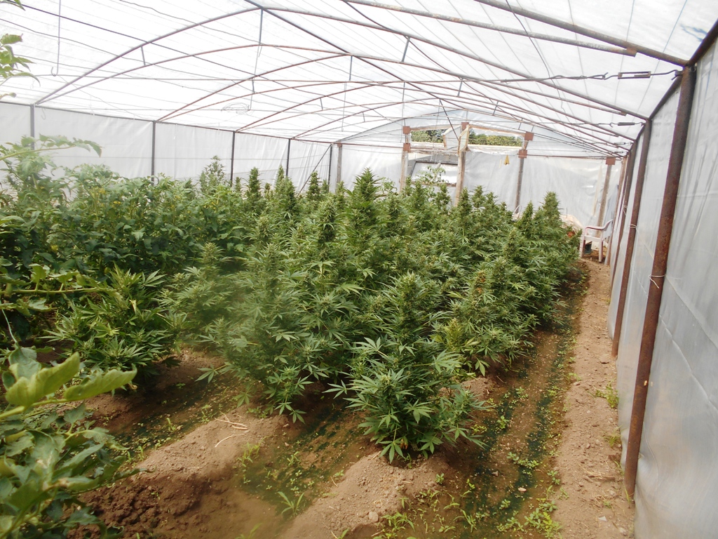 Оранжерия за отглеждане на канабис е била намерена от криминални