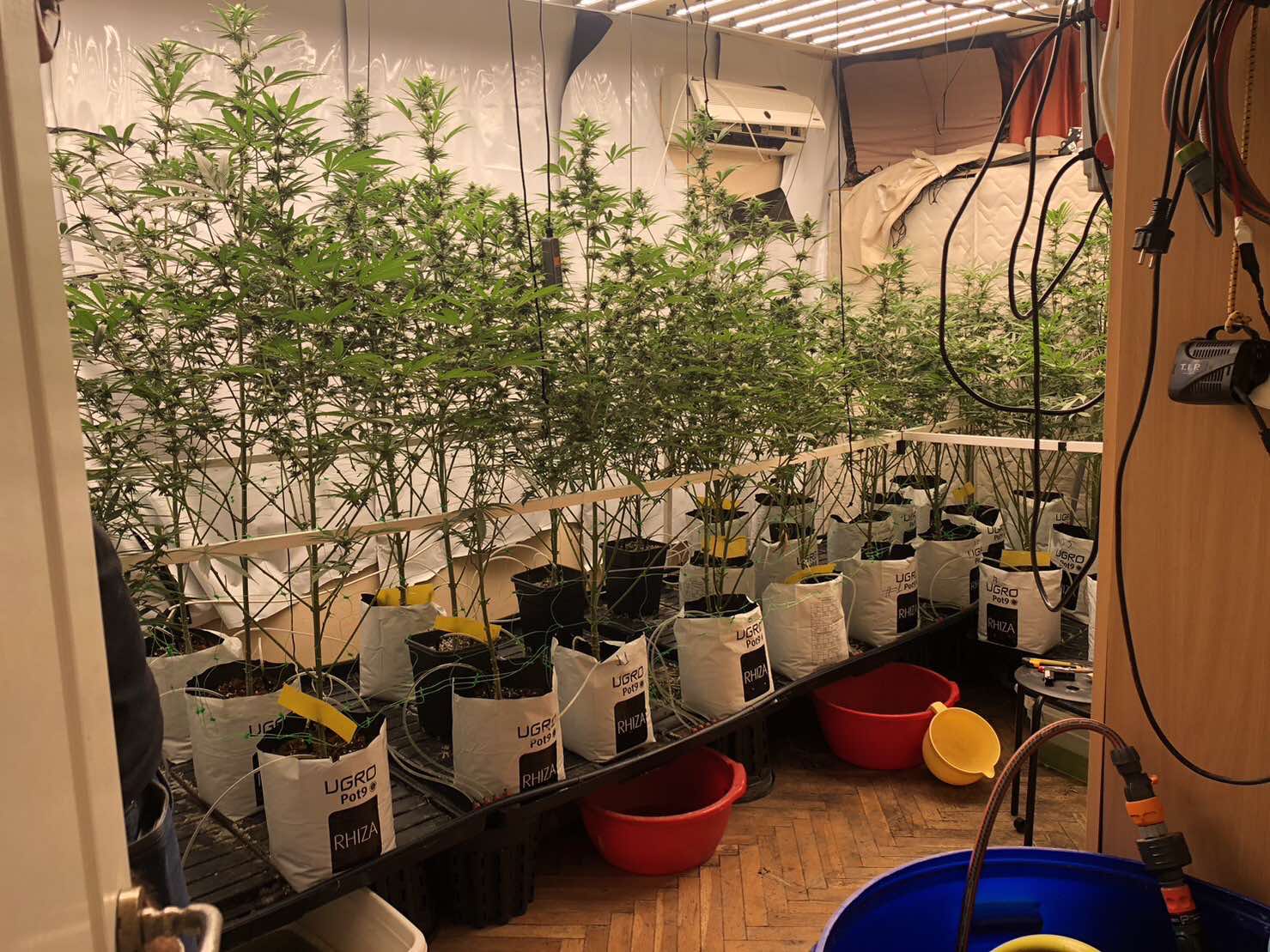 Високотехнологична оранжерия за отглеждане на наркотични вещества е била разкрита