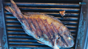 Фагри, риба