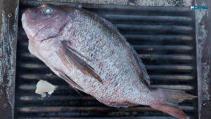 Фагри, риба