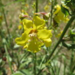 Родопски лопен