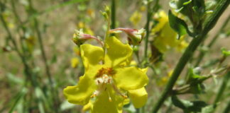 Родопски лопен